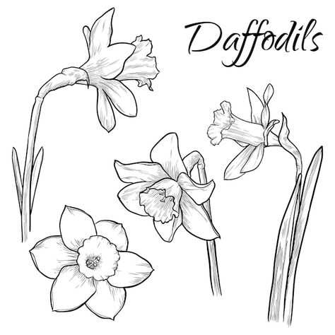 Vector daffodil flowers set isolated han... | Premium Vector #Freepik #vector #botanical-elements #flower-doodle #narcissus-flower #botanical-drawing Daffodil Line Tattoo, Dafodill Flowers Drawing, Wildflower Line Art, Daffodil Flower Tattoos, Narcissus Flowers, 2023 Tattoo, Doodle Clipart, Daffodil Flowers, Daffodil Tattoo