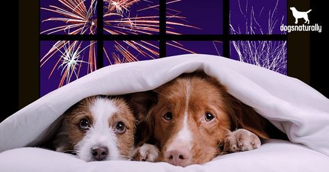 5 Ways To Help Calm Your Dog During Fireworks Dog Scared Of Fireworks, Dog Itchy Skin Remedy, Dog Scared, Dog Treadmills, Itchy Skin Remedy, Dog Treadmill, Dog Remedies, Pets At Home, Calming Essential Oils