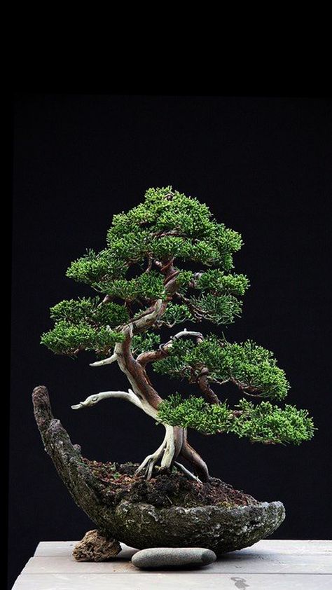 Phone wallpaper from Zedge - Bonsai Cemara Udang, Art Floral Japonais, Japanese Bonsai Tree, Bonsai Ideas, Bonsai Tree Care, Beautiful Bonsai, Indoor Bonsai Tree, Juniper Bonsai, Bonsai Styles