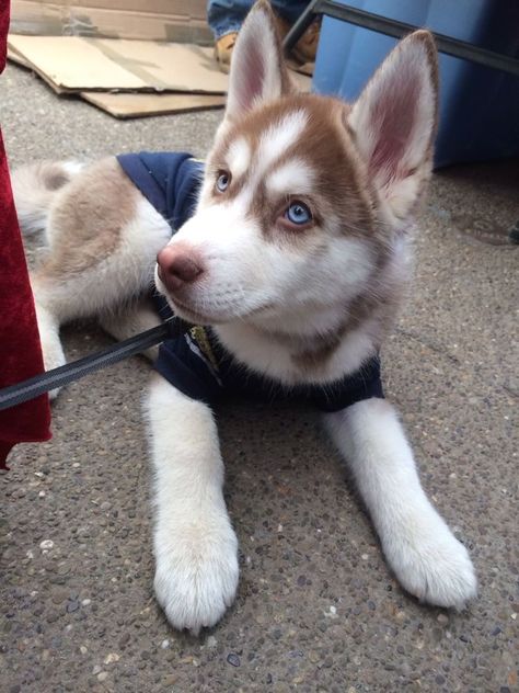 Caine Husky, Cute Husky Puppies, Husky Puppies, Cutest Dog Ever, Cute Animal Memes, Siberian Husky Puppies, Baby Animals Pictures, Cute Dog Pictures