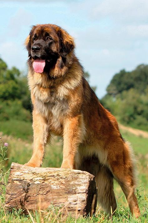 Leonberger Dog Breed Information Cute Big Dogs, Leonberger Dog, Giant Dog Breeds, Beautiful Dog Breeds, Big Dog Breeds, Most Beautiful Dogs, Huge Dogs, Giant Dogs, Pretty Dogs