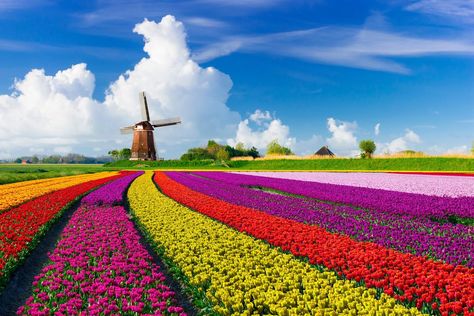 46. Holland, Netherlands Tulip Fields Netherlands, Dutch Tulip, Dutch Windmills, Landscape Designs, Tulip Fields, Flower Field, Landscape Photos, Amazing Flowers, Driveway