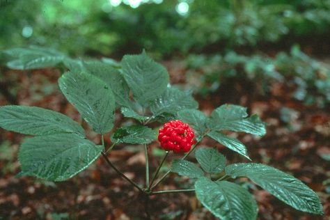 how to grow ginseng_mini Growing Ginseng, Ginseng Benefits, Ginseng Plant, Herbs List, Aquaponics Fish, Herbaceous Perennials, Medicinal Herbs, Alzheimers, Medicinal Plants