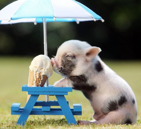 These Photos of Animals Eating Food Will Brighten Your Day Teacup Pig, Teacup Pigs, Baby Animals Pictures, Baby Pigs, Baby Animals Funny, Cute Pigs, Cute Animal Photos