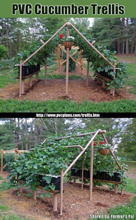 PVC cucumber trellis. This is definately going to be in my back yard Vine Trellis, Cucumber Trellis, Flower Tower, Plants Growing, Garden Vines, Have Inspiration, Sun Plants, The Secret Garden, Garden Trellis