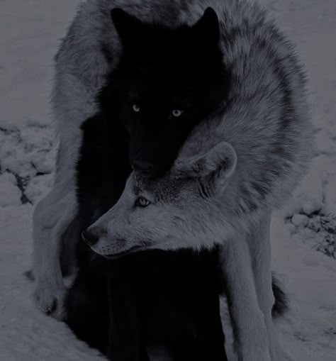 Wolf Shifter, Shifter Romance, Discord Pfp, West Coast, Books