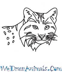 Bobcat Drawing, Zigzag Line, Draw Two, Sewing Circles, Painting Party, Learn To Draw, Face Drawing, Otters, Bulletin Board