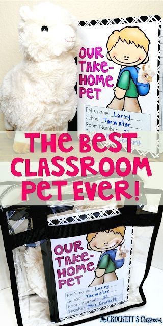 Classroom Pets, Perfect Classroom, Class Pet, Prek Classroom, School Of Life, Scrub Corpo, Preschool Class, 2nd Grade Classroom, Kindergarten Class