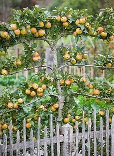 Loving this Espaliered apple tree... Espalier Fruit Trees, Fruit Tree Garden, Fruit Growing, Tree Garden, Potager Garden, Edible Landscaping, Have Inspiration, The Secret Garden, Fruit Garden