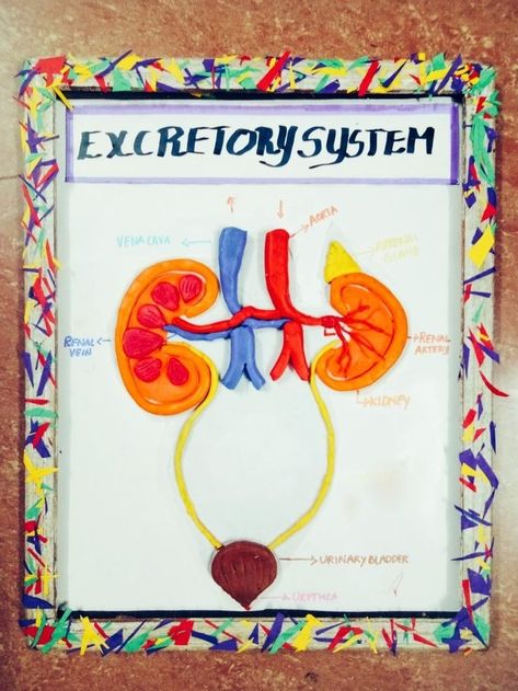 Excretory System, Biology Projects, Balochi Dress, Fair Projects, System Model, School Study, Science Fair Projects, School Study Tips, Body Systems