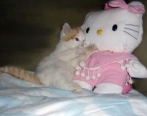 cute cat hugging hello kitty Images Hello Kitty, Filmy Vintage, Charmmy Kitty, Hello Kitty Aesthetic, Hello Kitty My Melody, Hello Kitty Items, Cat Aesthetic, Silly Cats, Pretty Cats