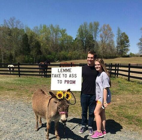 Promposals! Donkey! Creative Prom Proposal Ideas, Sadies Proposal, Cute Promposals, Country Prom, Prom Proposals, Cute Homecoming Proposals, Cute Prom Proposals, Asking To Prom, Dance Proposal