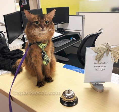 I don't just do therapy cat visits at hospitals - I also visit offices for stress relief. In this instance, it was an accountants' office. #officecat #workingcat #therapycat Cat Office, Golden Retriever Names, Accounting Office, Office Cat, Therapy Cat, Cat Summer, Pet Organization, By The Numbers, Cat Stories