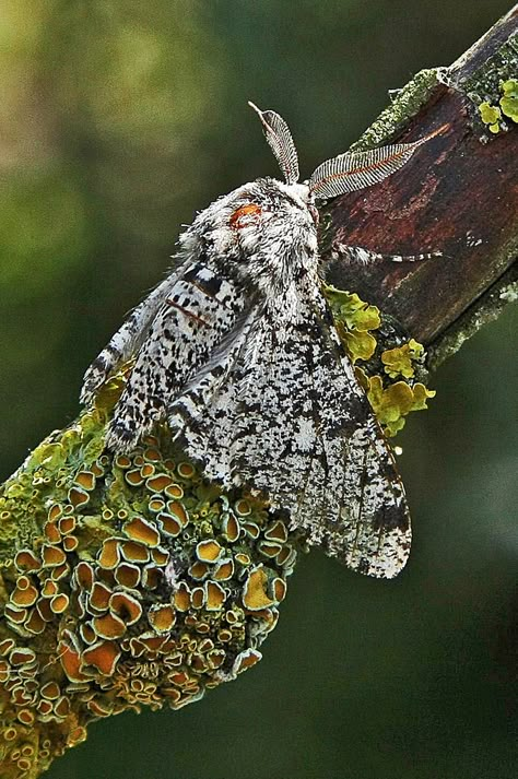 Peppered Moth Tattoo, Uk Moths, Pretty Insects, Peppered Moth, Lichen Moss, Insect Collection, Moth Art, Timorous Beasties, Healing Waters