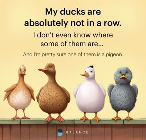 Admin Day, Ducks In A Row, Funny Day Quotes, Good Morning Funny Pictures, Funny Good Morning, Funny Good Morning Quotes, Funny Cartoons Jokes, Morning Quotes Funny, Cute Good Morning Quotes