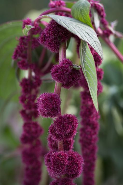 Amaranthus caudatus Amaranthus Caudatus, Growing Cut Flowers, Flower Language, Zone 7, Picking Flowers, Natural Ecosystem, Seed Catalogs, Pot Plant, Flower Patch