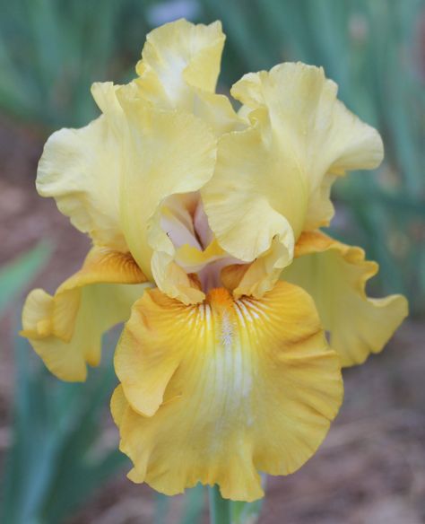 Tall Bearded Iris 'Amber Beauty' Yellow Flowers Names, Yellow Iris Flower, Yellow Iris, The Color Yellow, Tall Bearded Iris, Iris Garden, Iris Flower, Bearded Iris, Floral Photography