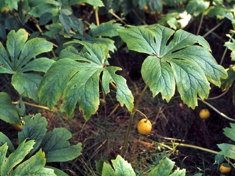 Michigan Foraging, Ground Plants, Chelsea Michigan, Urban Foraging, Southern Michigan, Wild Berries, Free Fruit, Apple Fruit, Wild Plants