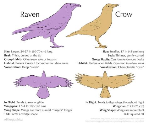 Crows vs ravens Science Fact, Crows Ravens, Scientific Illustration, Animal Facts, Kraken, Crows, Ravens, Art Reference Photos, Art Reference Poses