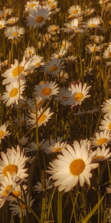 Sun And Sky Aesthetic, Vintage Pictures Of Flowers, Pastel Yellow Nature Aesthetic, Yellow Aesthetic Flowers Wallpaper, Vintage Scenery, Yellow Aesthetic Wallpaper, Sunshine Aesthetic, Yellow Core, Pure Aesthetic