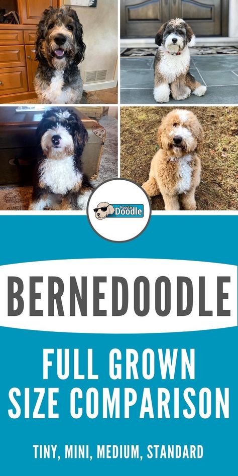 Bernadoodles Full Grown, Medium Bernedoodle, Mini Bernedoodle Haircut Styles, Mini Bernedoodle Full Grown, Bernedoodle Full Grown, Bernadoodle Mini, Bernie Doodle, Standard Bernedoodle, Bernese Mountain Dog Poodle