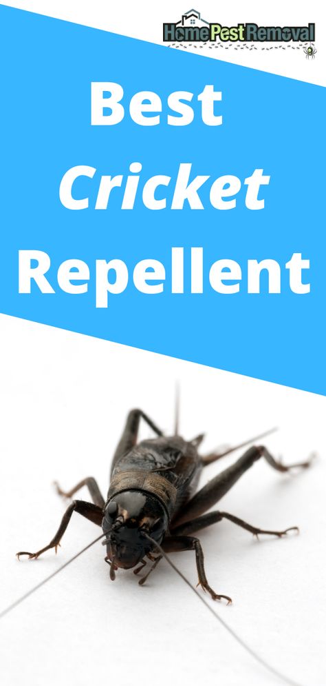 Cricket Repellent Diy, How To Get Rid Of Crickets In The House, Cricket Repellent, Getting Rid Of Crickets, Repellent Diy, Crickets Chirping, Get Rid Of Spiders, Diy Pest Control, Natural Bug Repellent