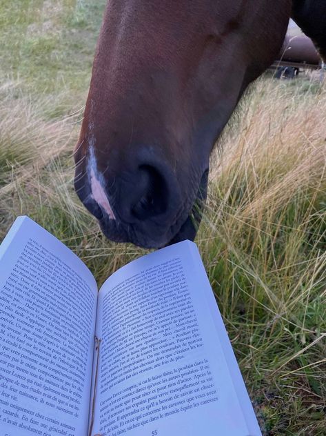 Horse. Stables. Barn. Farm. Aesthetic. Picture inspi. Ig story. Instagram. Book. Reading. Summer. Horse Lover Aesthetic, Working With Horses Aesthetic, Horses In Backyard, Farm With Horses, Appaloosa Horse Aesthetic, Horse Summer Aesthetic, Horses At Home, Horse Stables Aesthetic, Farm Instagram Pictures