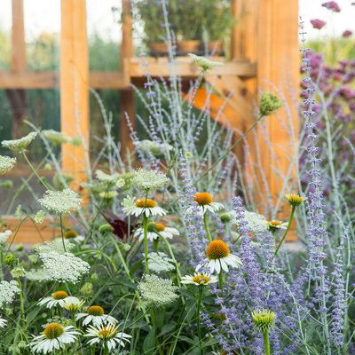 Small Home Garden, Homestead Design, Low Water Landscaping, Russian Sage, Meadow Garden, Sunset Magazine, Farm Design, Wildflower Garden, Pollinator Garden