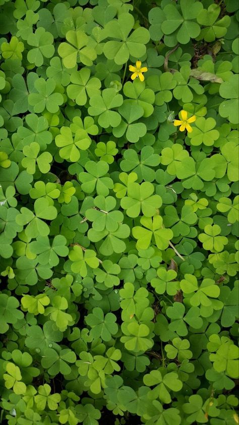 Clover Aesthetic, Clover Field, Clover Plant, Clover Wallpaper, Cardboard Crafts Diy, Floral Wallpaper Phone, Clover Flower, I Love My Friends, Dream Backyard