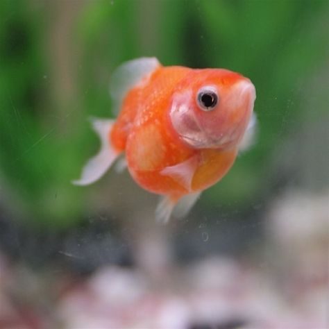 BABY! this is the one, this is Glitzy! :) Isn't he cute??!! Chubby Goldfish, Fat Goldfish, Cute Goldfish, Baby Goldfish, Fantail Goldfish, Pet Goldfish, Fish Tank Themes, Betta Fish Types, Big Animals