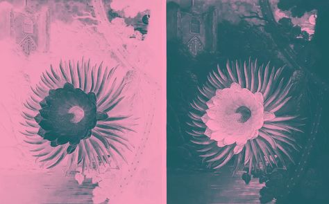 The duotone effect: what it is and how to create a duotone design - 99designs Gfx Design, Grayscale Image, Complimentary Color Scheme, Duo Tone, Grafic Design, Long History, Photoshop Photography, Saturated Color, Colour Schemes