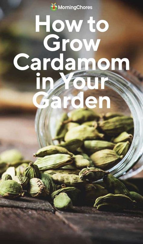 Growing Cardamom: How to Plant and Care For This Classic Spice Cardamom Plant, Design Garden Ideas, Desserts Fruit, Recipes Fruit, Dessert Aux Fruits, Salad Fruit, Fruit Salads, Home Vegetable Garden, Container Gardening Vegetables