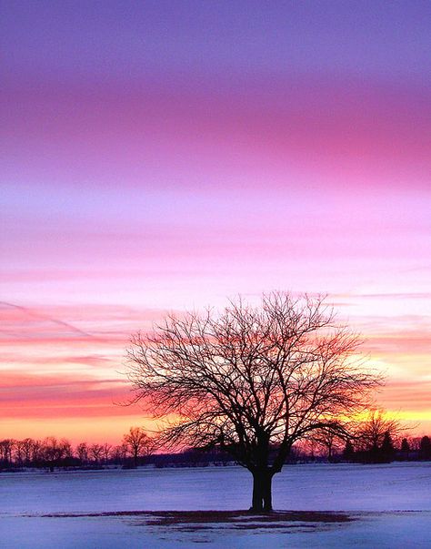 Indiana Landscape, Indiana Love, Indiana Girl, Soap Ideas, Lone Tree, Before Sunrise, Gorgeous Sunset, Best Photographers, Beautiful Sunset