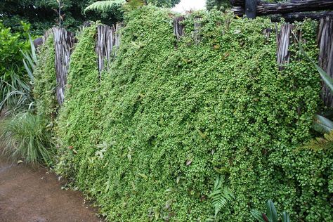 Muehlenbeckia Complexa, Planter Bags, Autumn Rain, Clay Soil, Top Soil, Soil Improvement, New Growth, Bright Green, Botanical Gardens