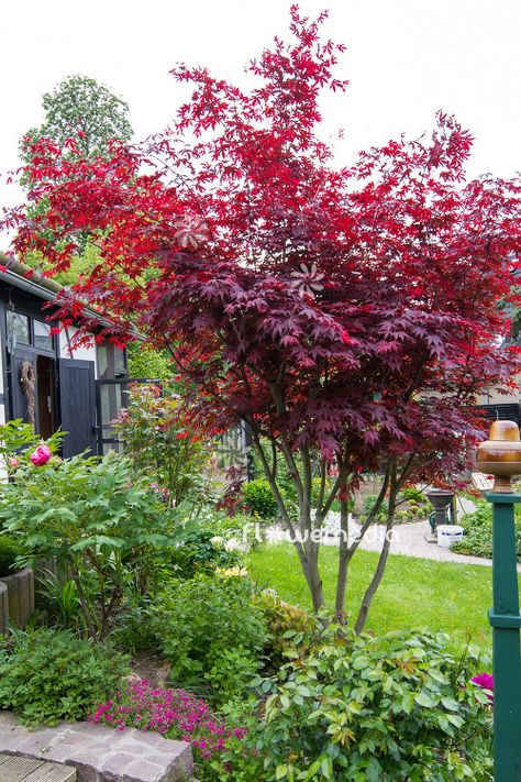 Japanese maple with the scientific name: Acer palmatum 'Atropurpureum', a variety of the genus Acer (Maple) in the family Sapindaceae.Other names: Smooth japanese mapleMedia-ID: 106630 Red Acer Tree, Japanese Acer Tree, Acer Palmatum Trompenburg, Acer Palmatum Bloodgood, Acer Trees Garden, Japanese Red Maple Tree Landscapes, Acers In The Garden, Bloodgood Japanese Maple Landscaping, Acer Palmatum Atropurpureum