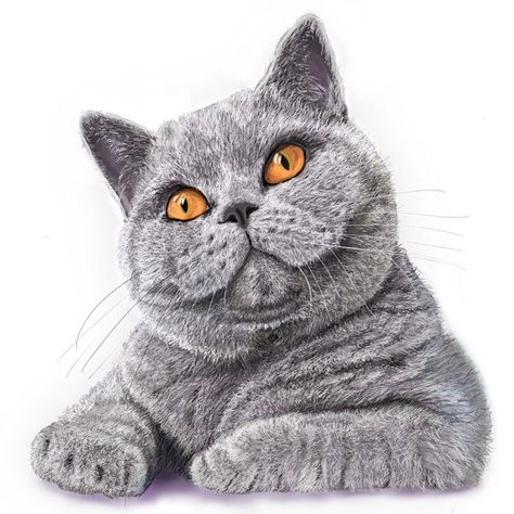 British Shorthair Drawing, Cat Eyes Drawing, British Blue Cat, Cat Logo Design, Animal Drawings Sketches, Cat Doodle, British Shorthair Cats, British Shorthair, Color Pencil Art