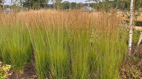 How to Plant, Grow, and Care for Karl Foerster Grass Grass Karl Forester, Carl Forrester Grasses, Karl Foster Grass Landscaping, Carl Forester Grass Landscaping, Karl Forester Landscaping, Karl Foerster Grass Landscaping, Karl Forester, Jeff Haines, Feather Reed Grass