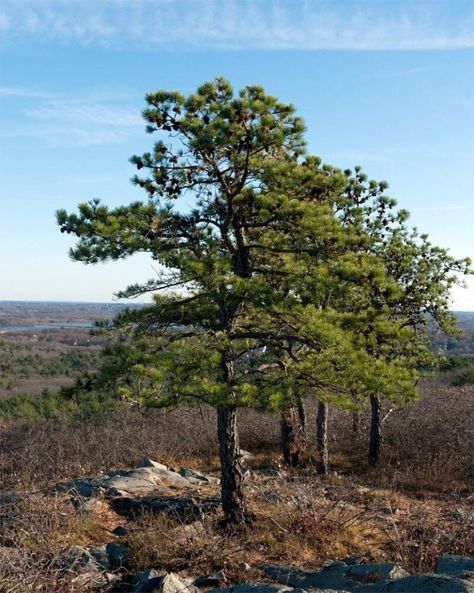 The Best Evergreen Trees to Grow in Connecticut - PlantNative.org Mosquito Repellent Plants, Planting Zones, Drought Tolerant Trees, Pitch Pine, Fast Growing Evergreens, Repellent Plants, Mosquito Repelling Plants, Small Shrubs, Conifer Trees