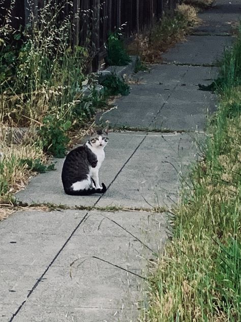 stray cat sitting on sidewalk Stray Cat Aesthetic, Sitting On Sidewalk, Cat Korean, Fake Aesthetic, Dnd Aesthetic, Korean Cat, Cat Walking, Street Cat, Stray Cats