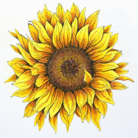 Sunflower in pen and colored pencil Sunflower Colored Pencil Drawing, Sunflower Drawing With Color, Colored Pencil Sunflower, Sunflower Drawing Pencil, Sunflower Design Drawing, Sunflower Pencil Drawing, Sunflower Doodles, Colour Pencil Drawings, Draw A Sunflower