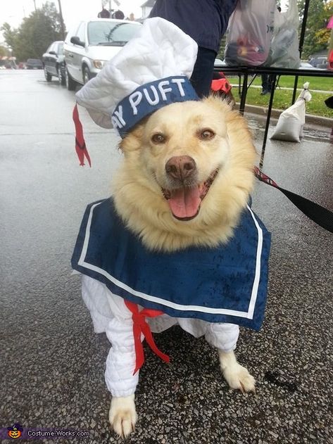 Stay Puft Dog Costume | DIY Costumes Under $65 Diy Stay Puft Costume, Dog Costume Diy, Marshmallow Costume, Dog Costume Ideas, 2017 Halloween Costumes, Best Dog Costumes, Halloween Dog Costume, Stay Puft Marshmallow Man, Marshmallow Man