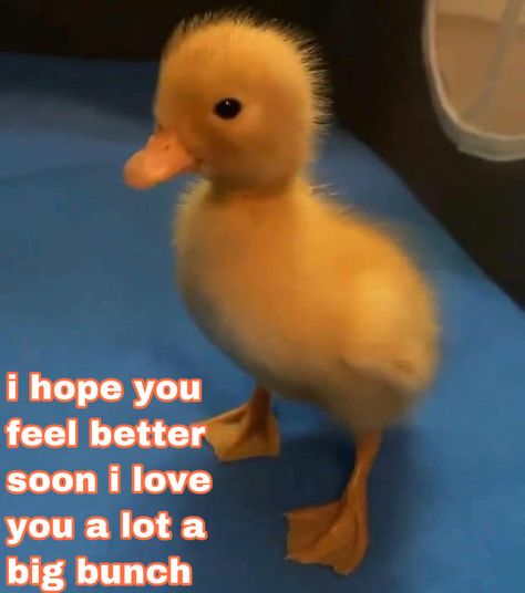 Feel Better Soon Reaction Pic, I Hope You Feel Better Reaction Pic, I Dont Know What To Say Reaction Pic, Feel Better Reaction Pic, Kisses Reaction Pic, How Are You Replies, Kiss Reaction Pic, Wholesome Encouragement, Couple Tropes