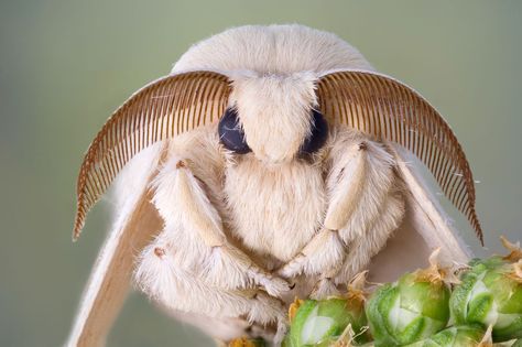 Bees get all the good press, but moths are the hardest-working insects in the pollinating business. Venezuelan Poodle Moth, Moth Symbolism, Silkworm Moth, Poodle Moth, Types Of Moths, Bombyx Mori, Moth Species, Foto Macro, Cute Moth