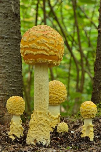 Amanita muscaria Yellow Flies, Mushrooms Growing, Lichen Moss, Mushroom Pictures, Amanita Muscaria, Fly Agaric, Plant Fungus, Slime Mould, Mushroom Fungi