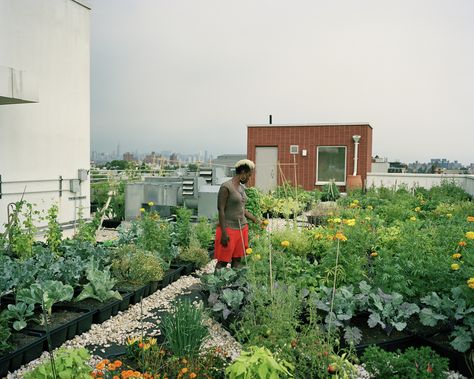 Image 2 of 5 from gallery of Design Trust and Farming Concrete Release World’s First Public Urban Agriculture Database. Seeds to Feed Rooftop Farm, Crown Heights, Brooklyn. Image © Rob Stephenson for the Design Trust for Public Space Urban Farming Aesthetic, Urban Farming Illustration, Rooftop Farming, Integrated Farming, Terraced Agriculture, Rooftop Urban Farming, Controlled Environment Agriculture, City Farm, Urban Agriculture