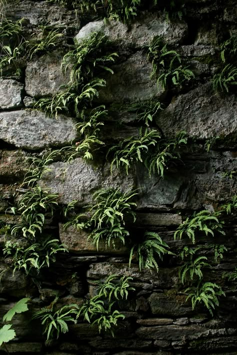 All sizes | Toward Castle | Flickr - Photo Sharing! 3d Stone Wall, Diy Stone Wall, Stone Walls Garden, Moss Garden, Moss Wall, Moss Art, Water Walls, Rock Wall, Fish Ponds