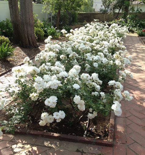 Drought resistant Floribunda rose Iceberg repeats quicker than most other roses. Rose Iceberg, White Roses Garden, Dark Foliage, Provence Garden, Floribunda Rose, Floribunda Roses, Buy Plants Online, Zone 5, Drought Resistant