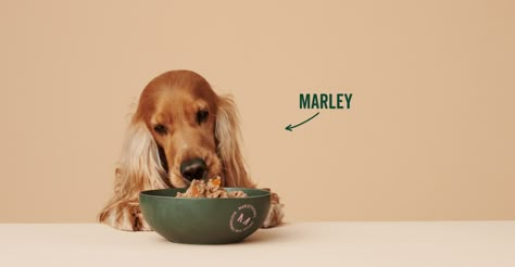 Marleybones Graphic Design Food, Studio Brand Identity, Dog Food Delivery, Dog Marketing, Pet Branding, Make Dog Food, Food Photoshoot, Dog Cafe, Dog Food Brands