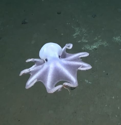 Casper [the Ghost] octopus, off Nazca Ridge, west coast of South America, at depth of 4,443 meters (almost 3miles).  Not yet scientifically named.  From a video credited to Schmidt Ocean Institute. Ghost Octopus, Flapjack Octopus, Casper The Ghost, The Ghost, Schmidt, Marine Life, West Coast, South America, Octopus