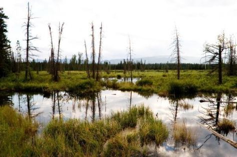 World Wetlands Day, Peat Bog, Environmental Change, Fired Earth, Fire Hazard, Unusual Animals, Tall Trees, Cool Poses, The Environment